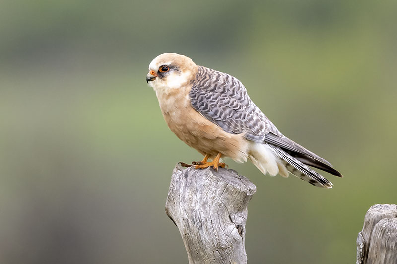 Falco cuculo m e f